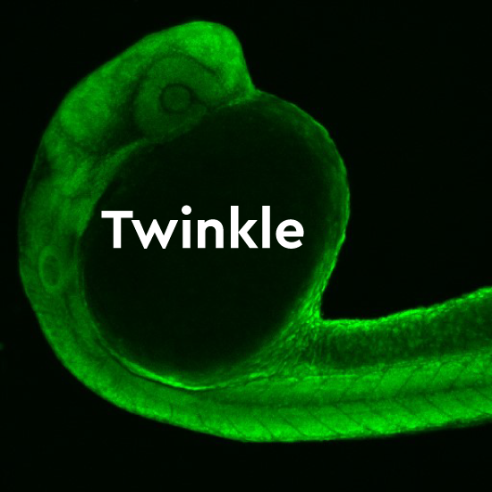 logo twinkle startup 