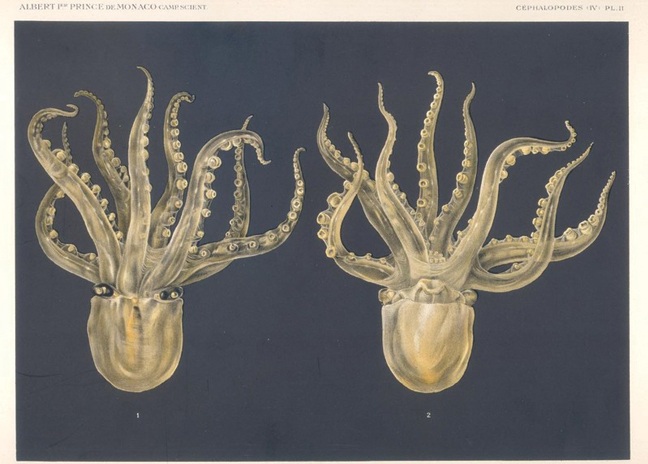 Vue du fonds photographie océanographique d'Albert 1er, Monaco numérisé par l'Université PSL